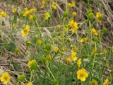 Ranunculus monophyllus