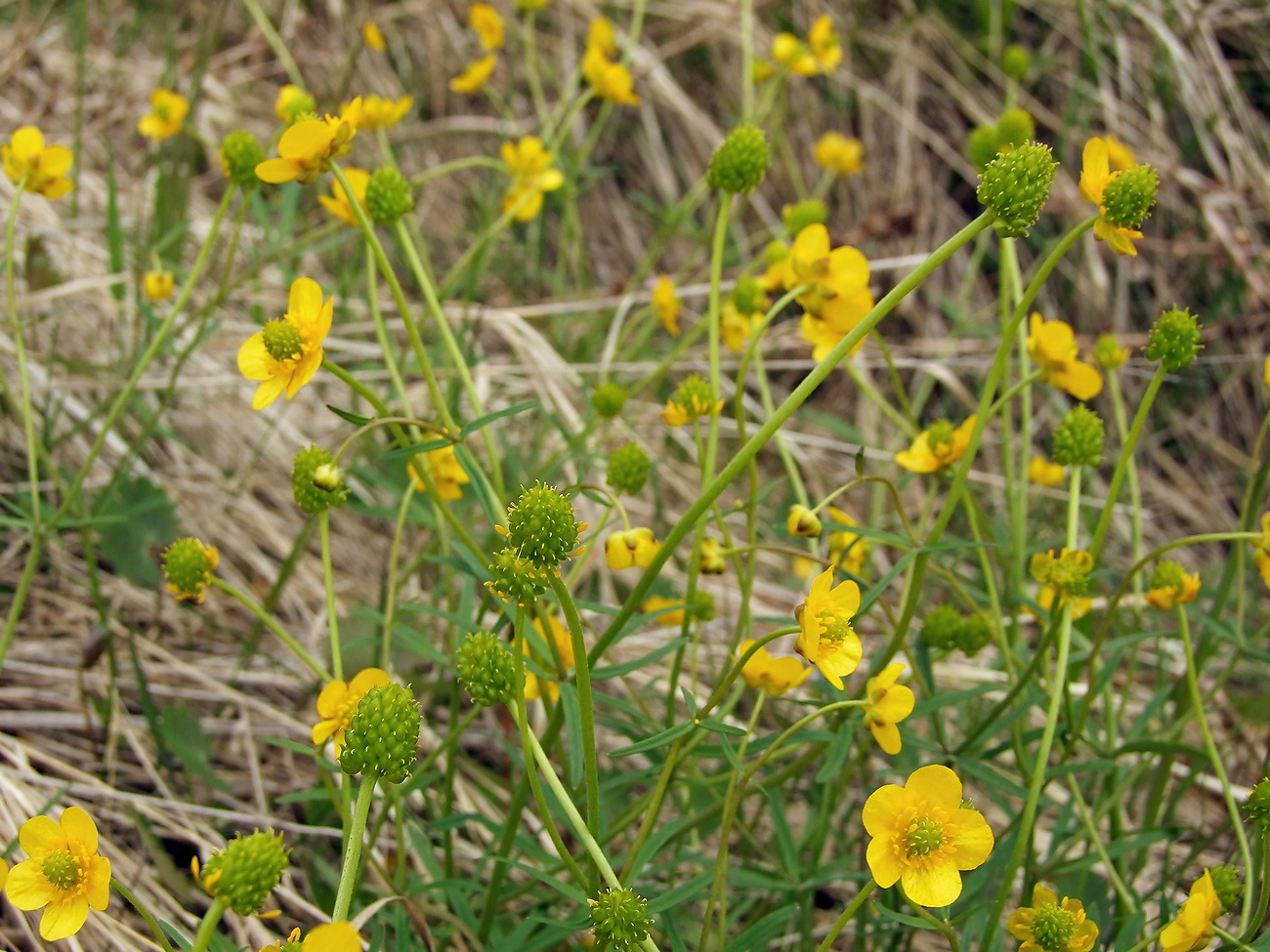 Image of Ranunculus monophyllus specimen.