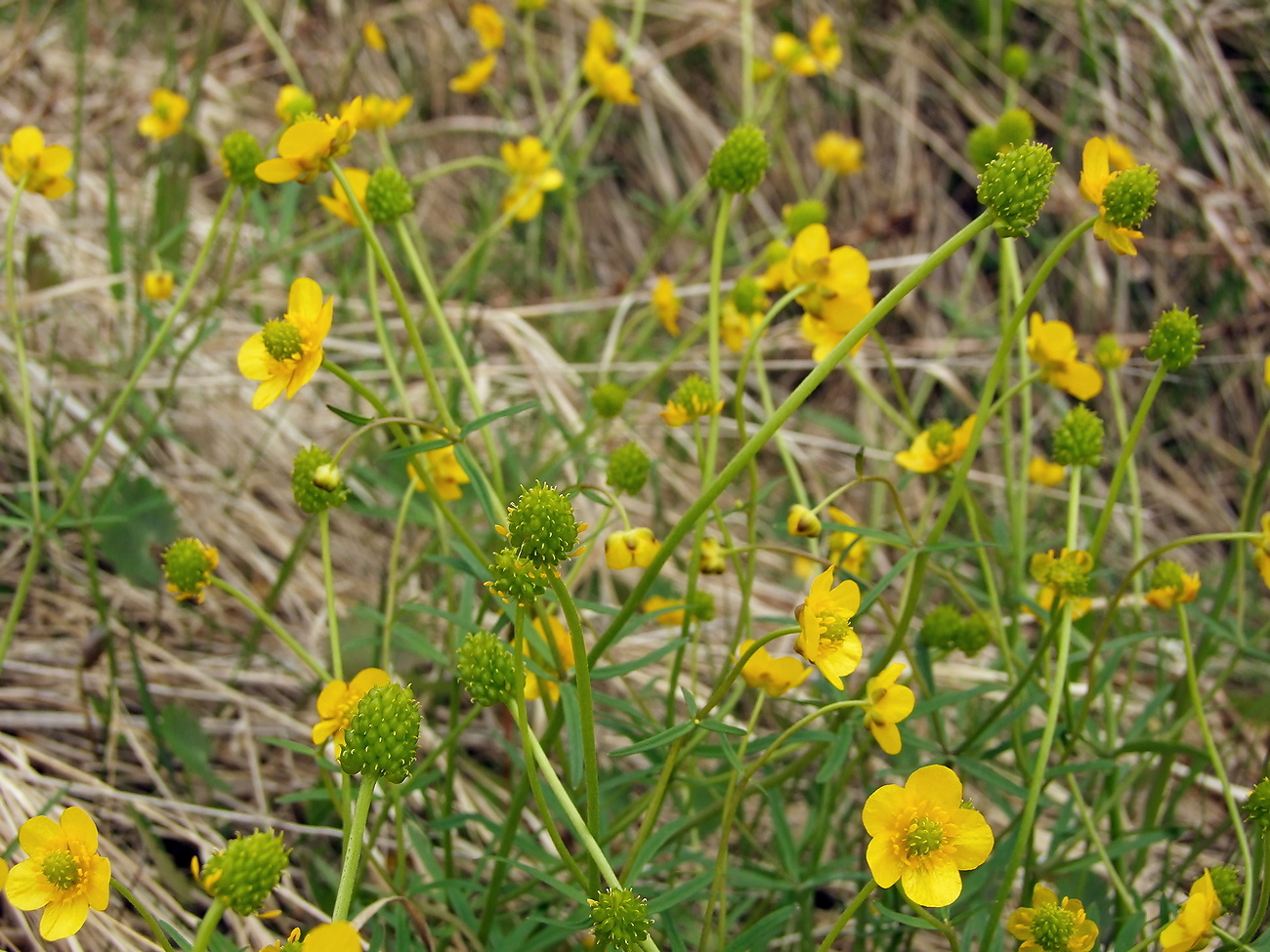 Изображение особи Ranunculus monophyllus.