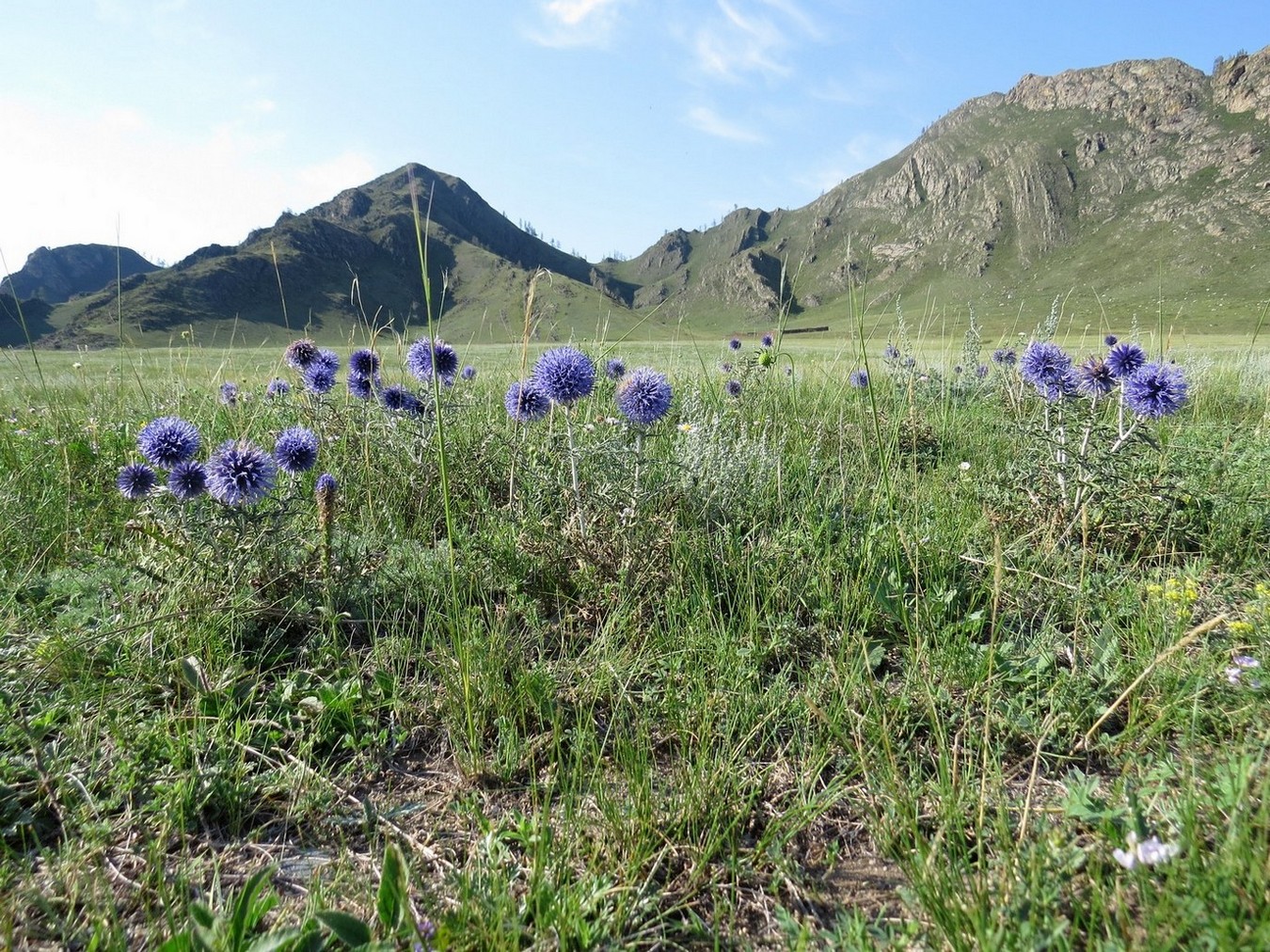 Image of Echinops sibiricus specimen.
