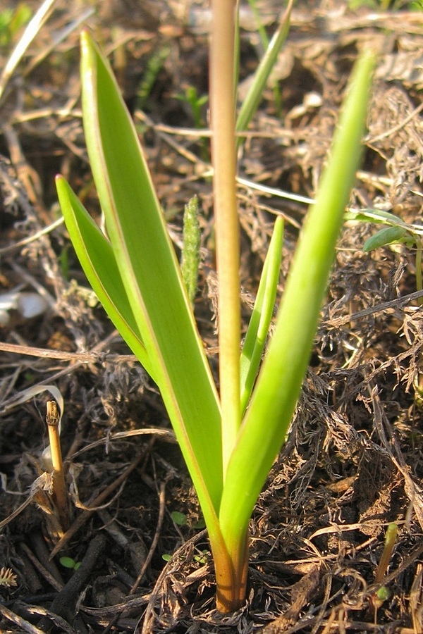 Изображение особи Muscari aucheri.