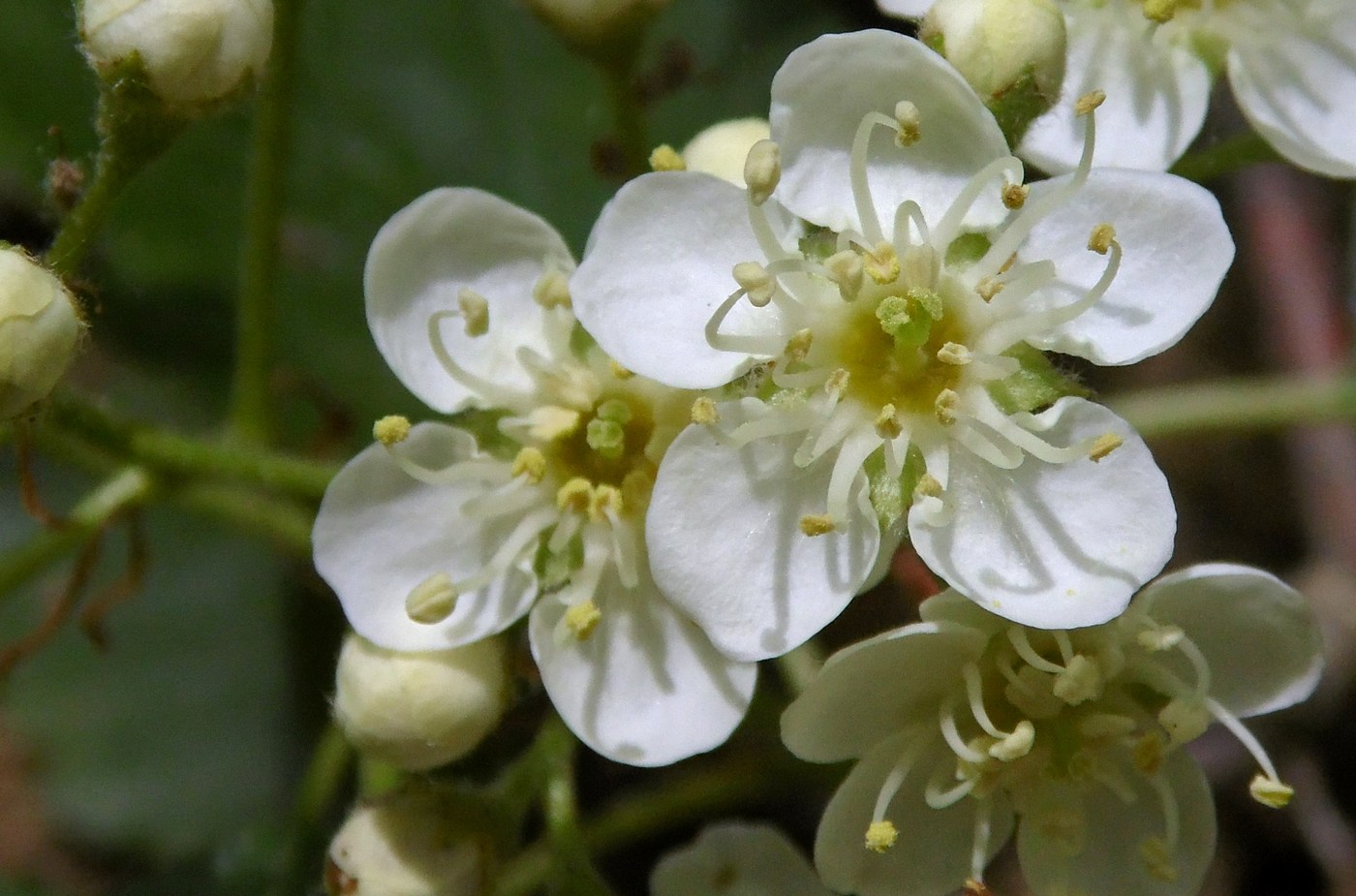 Image of Sorbus torminalis specimen.