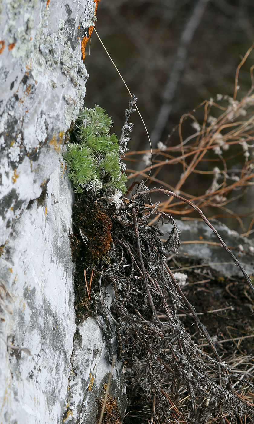 Image of Artemisia frigida specimen.