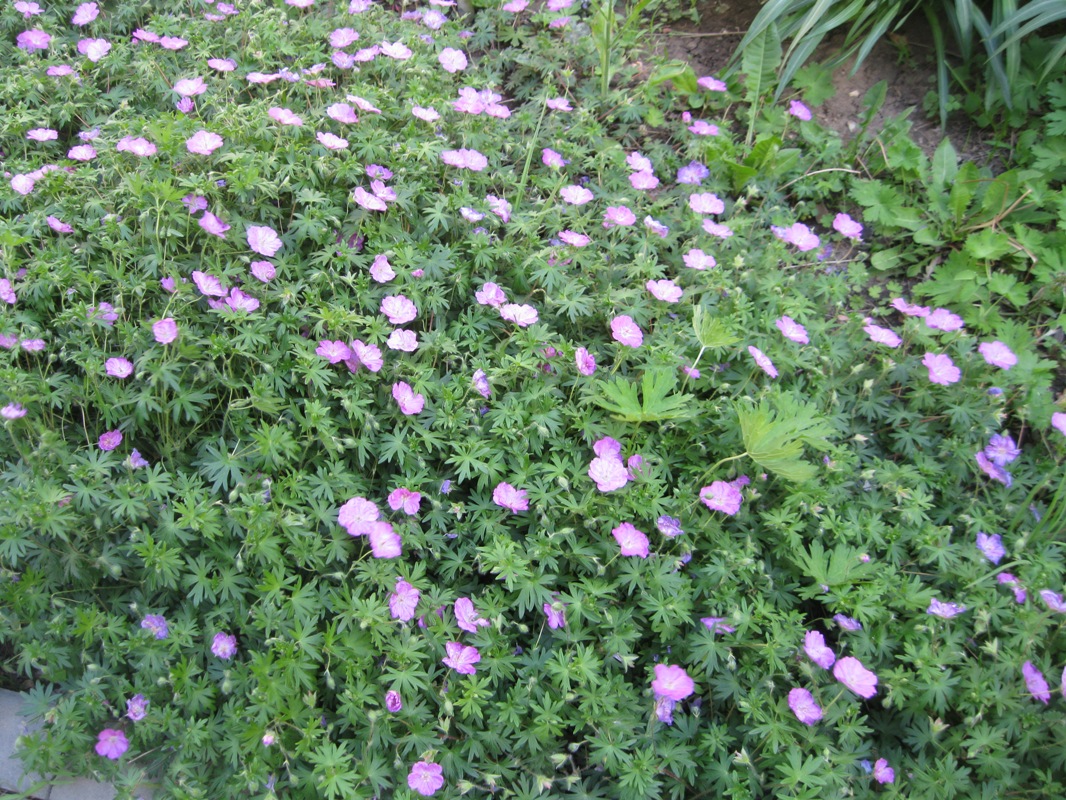 Изображение особи Geranium sanguineum.