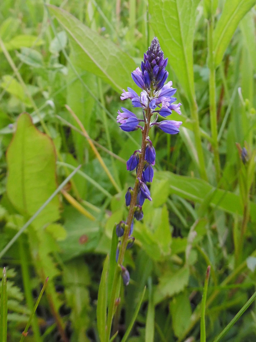 Image of Polygala comosa specimen.