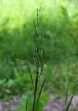 Glyceria notata