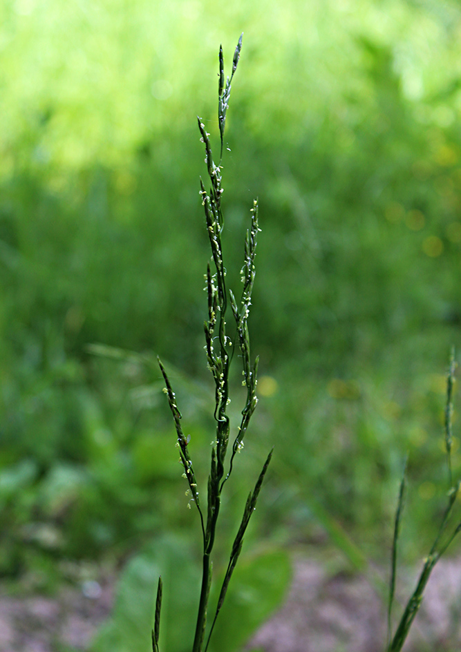 Image of Glyceria notata specimen.