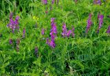 Vicia tenuifolia. Верхушки побегов с соцветиями. Тульская обл., Алексинский р-н, долина р. Вашана, луговой склон. 12.06.2018.