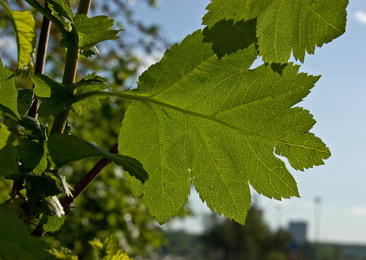 Image of genus Crataegus specimen.