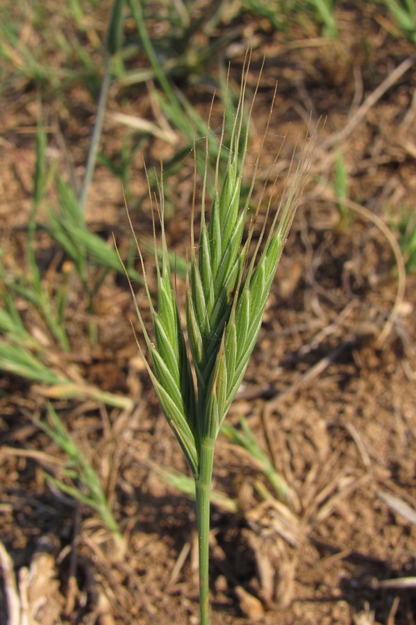 Image of Trachynia distachya specimen.