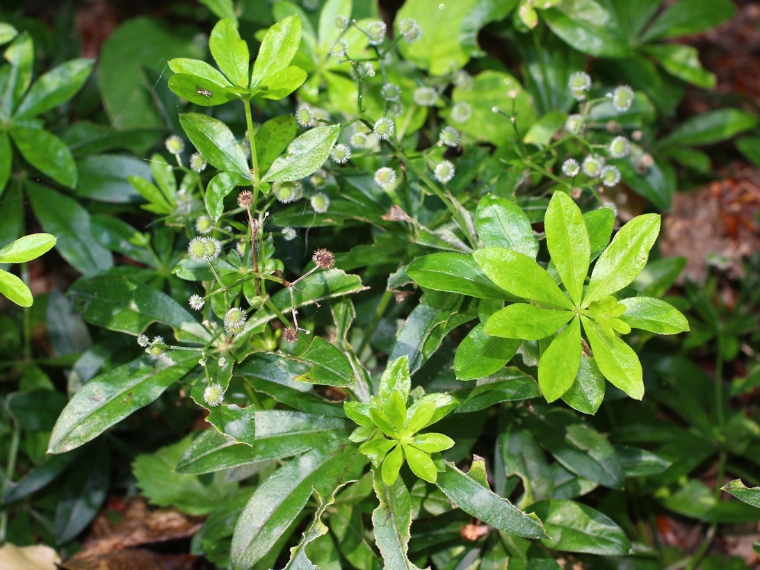 Image of Galium odoratum specimen.