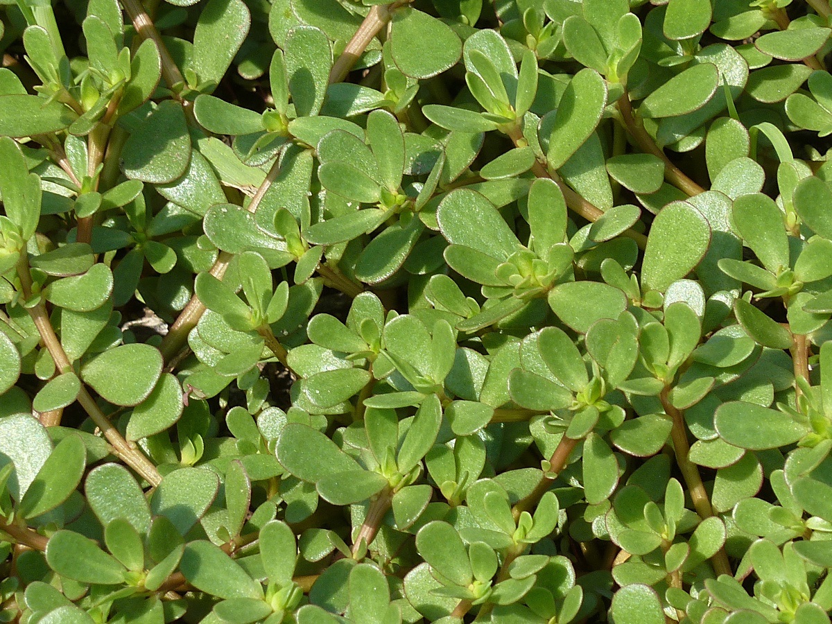 Image of Portulaca oleracea specimen.