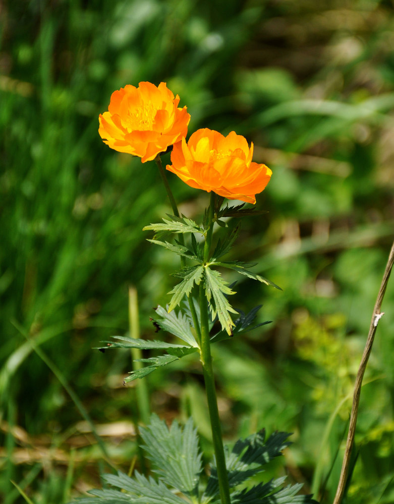 Изображение особи Trollius asiaticus.