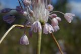 Allium paniculatum