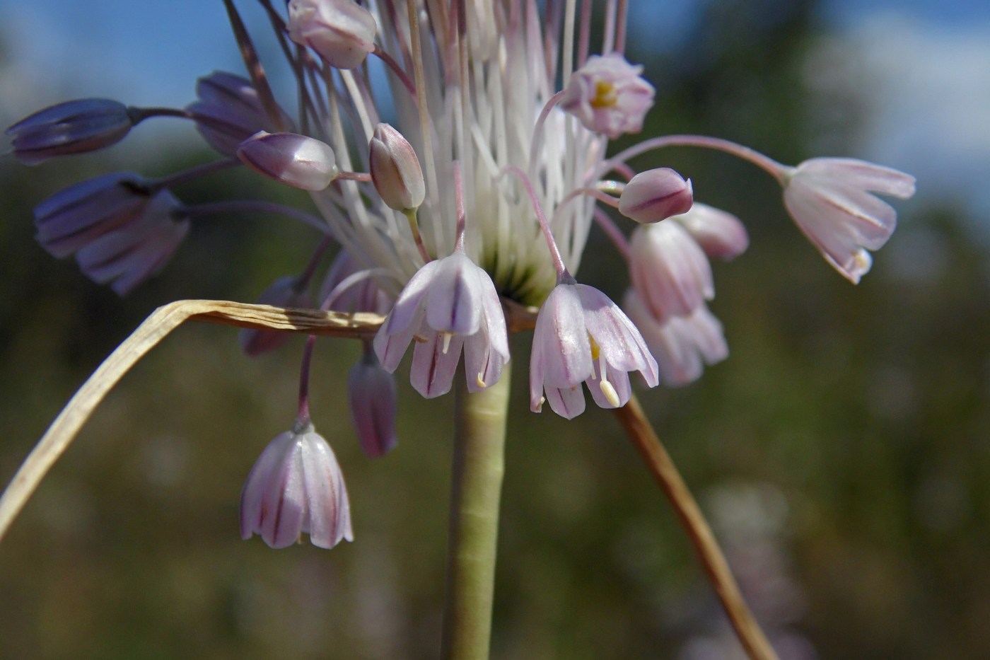 Изображение особи Allium paniculatum.