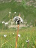 Eriophorum vaginatum. Верхушка побега с соплодием. Кабардино-Балкария, Эльбрусский р-н, долина р. Ирикчат, ок. 2700 м н.у.м., заболоченный луг. 06.08.2018.