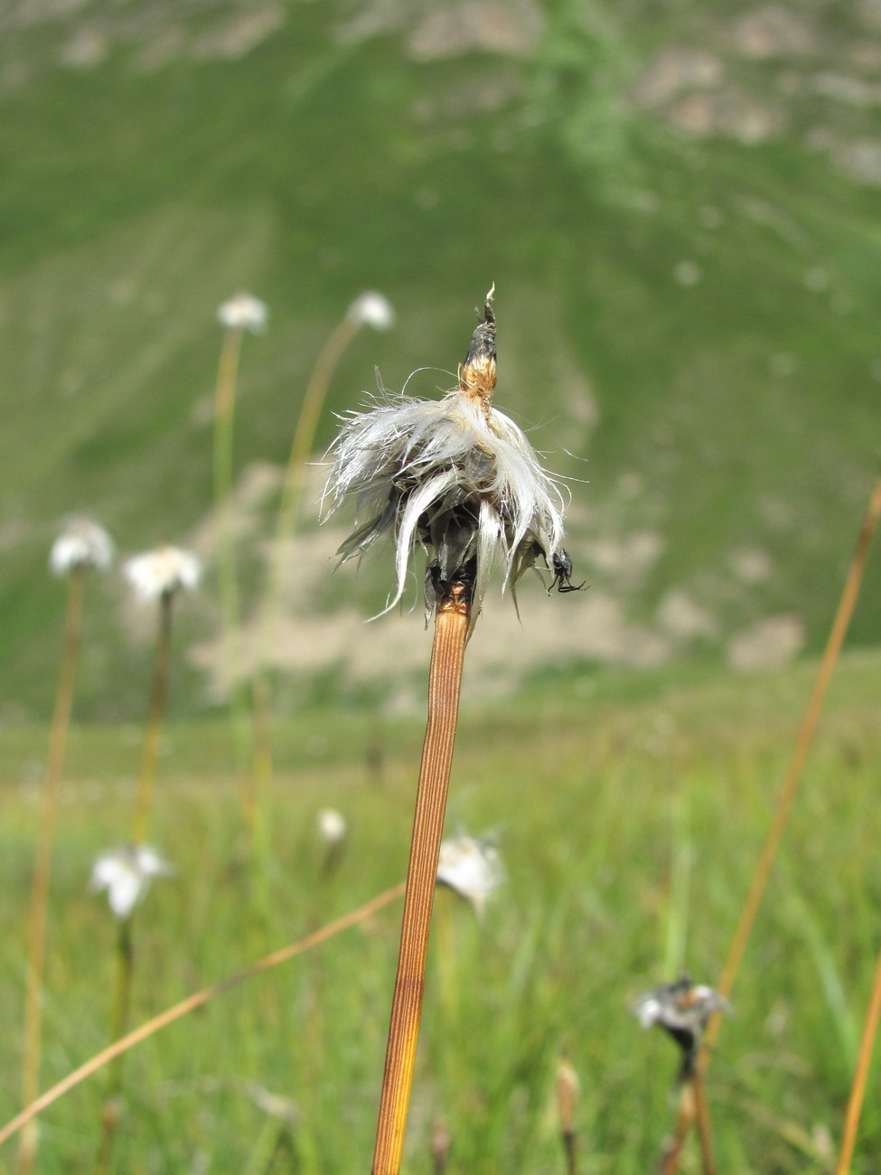 Изображение особи Eriophorum vaginatum.