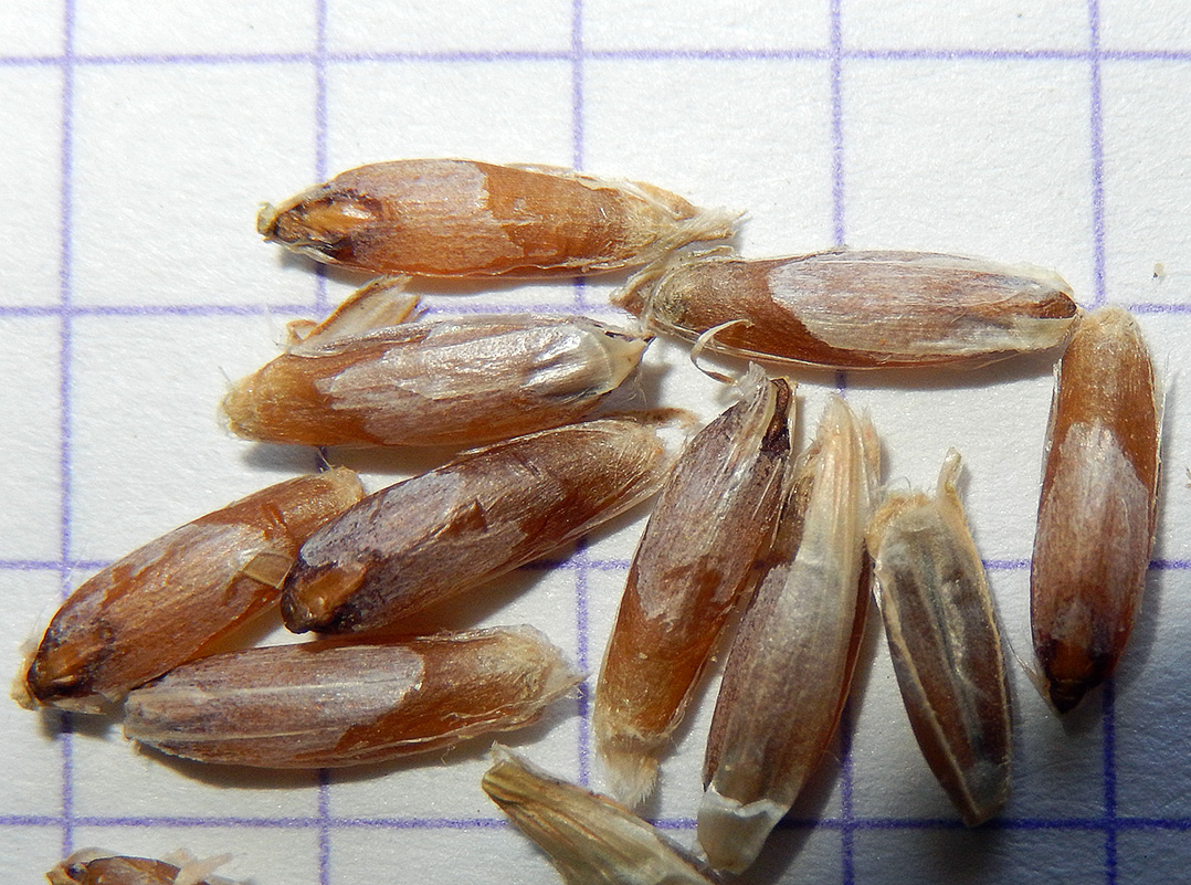 Image of Aegilops cylindrica specimen.