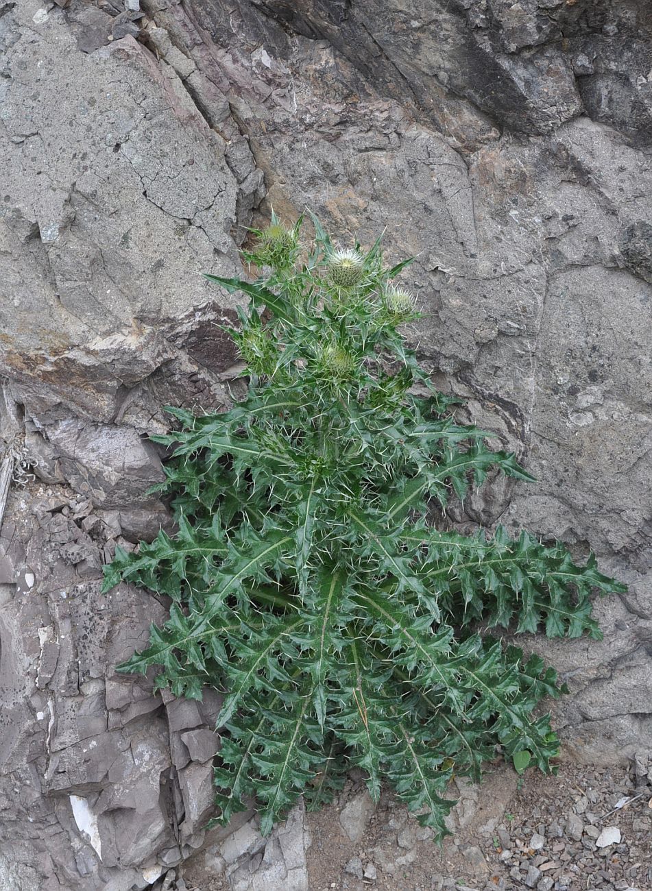 Image of genus Cirsium specimen.