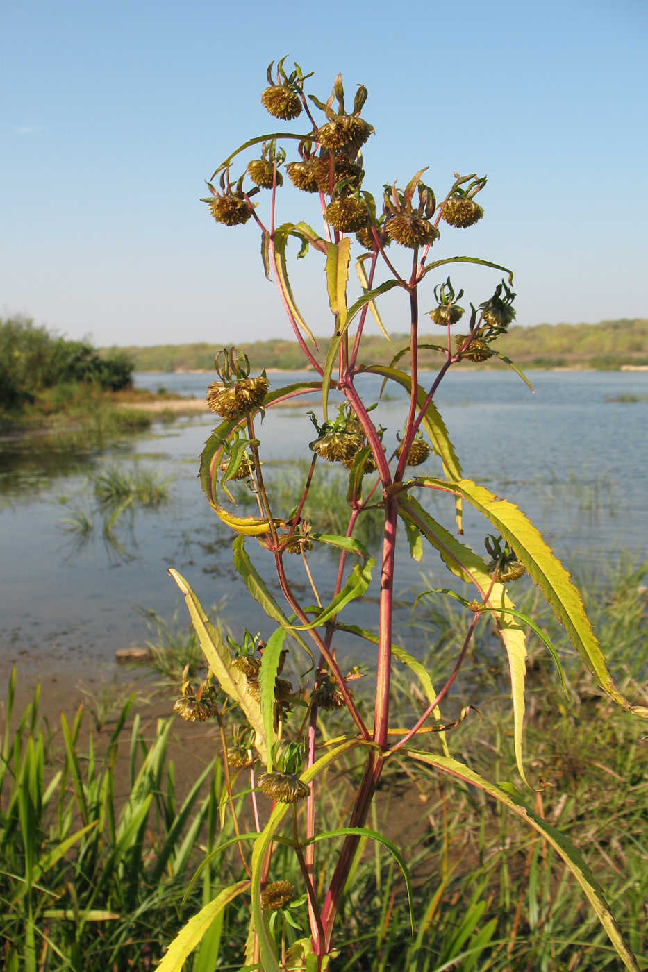 Image of Bidens cernua specimen.