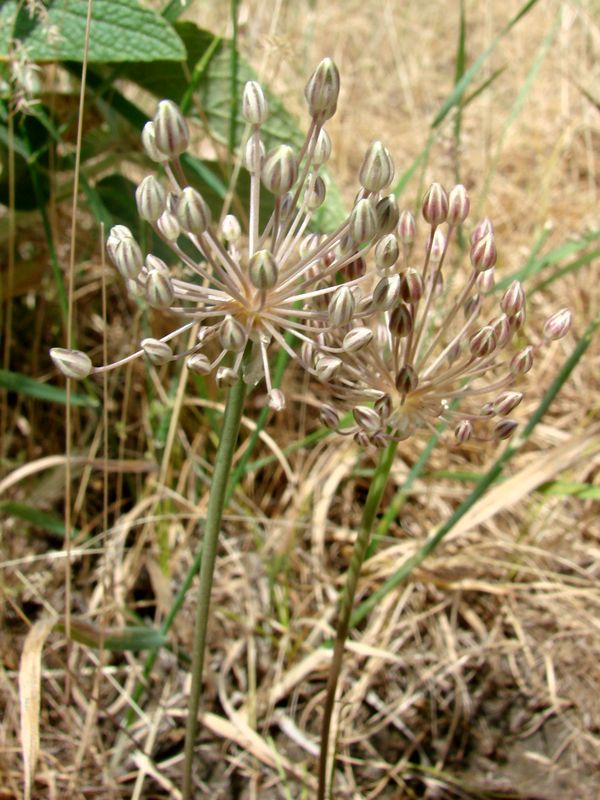 Image of Allium verticillatum specimen.