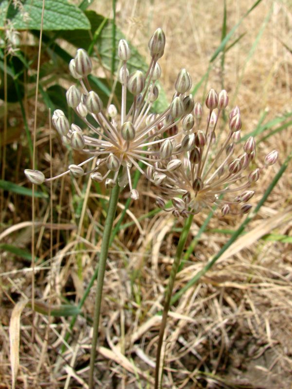 Изображение особи Allium verticillatum.