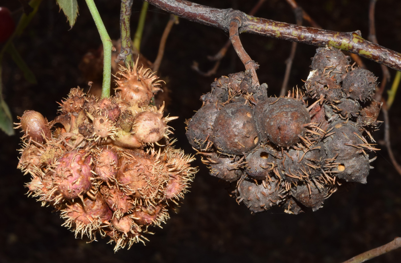 Image of Rosa canina specimen.