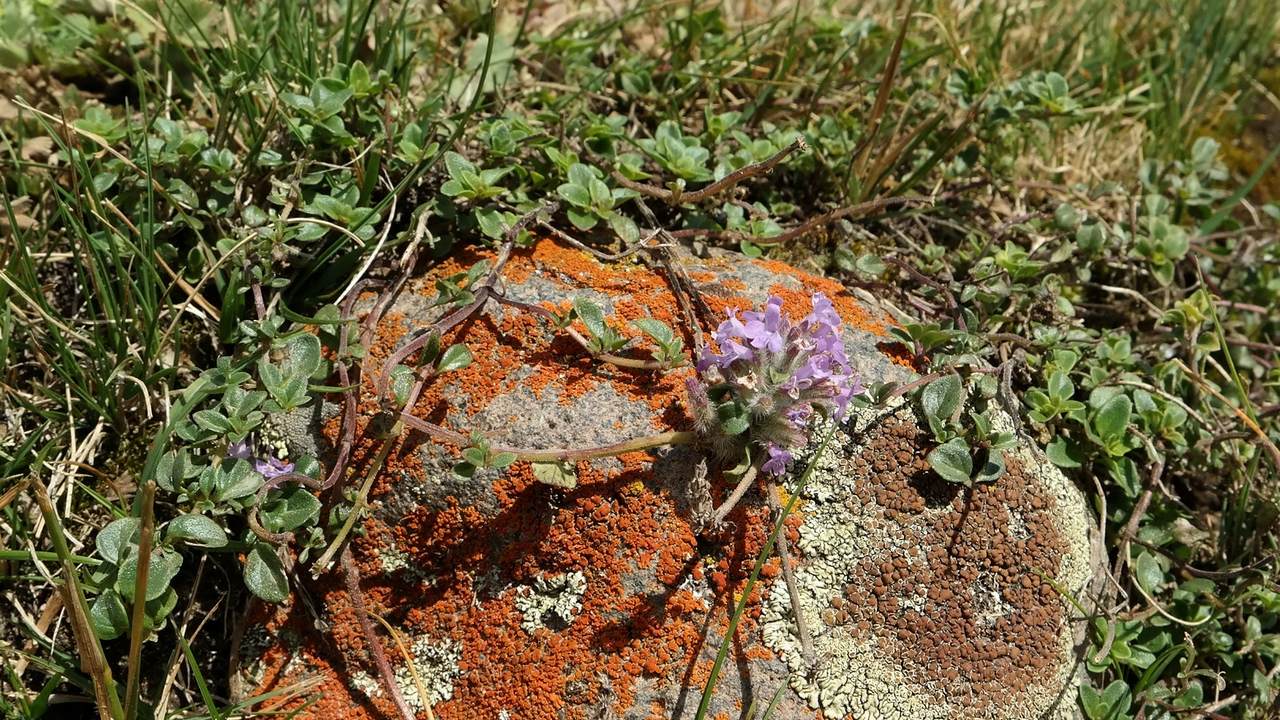 Изображение особи род Thymus.