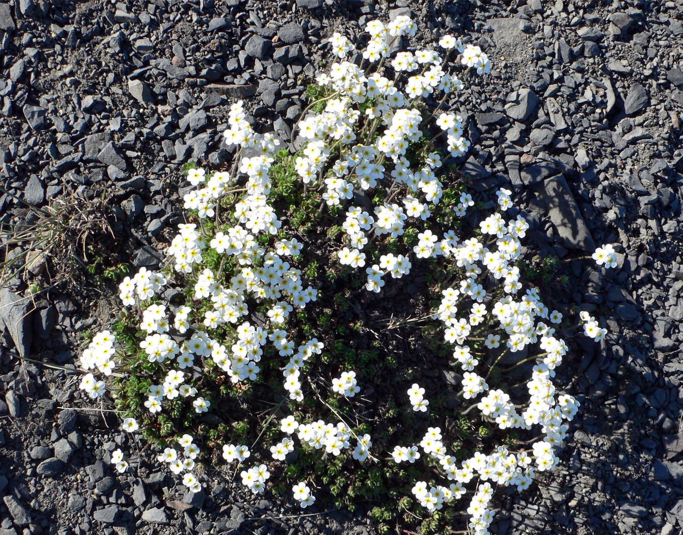 Image of Androsace arctisibirica specimen.