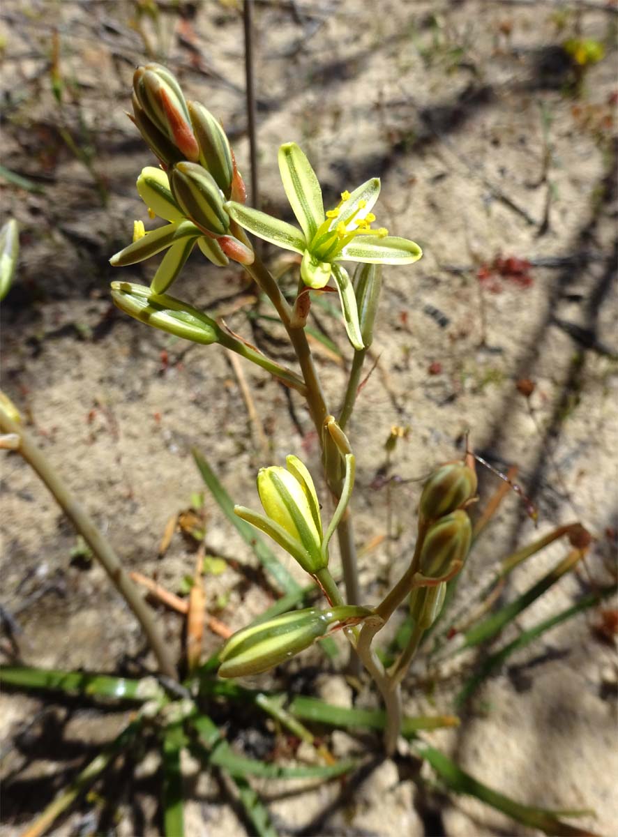 Image of Albuca suaveolens specimen.