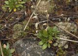 genus Draba