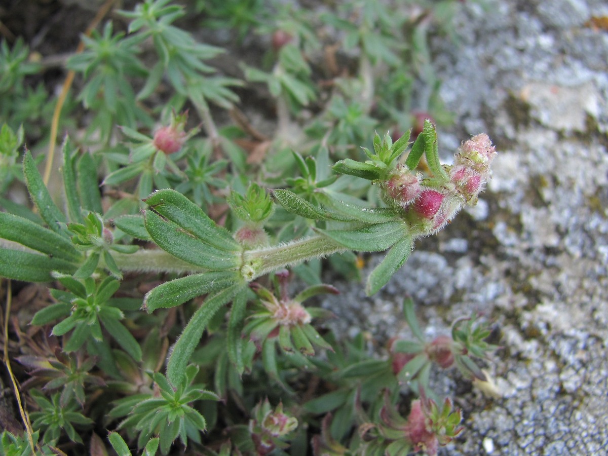 Изображение особи Galium humifusum.