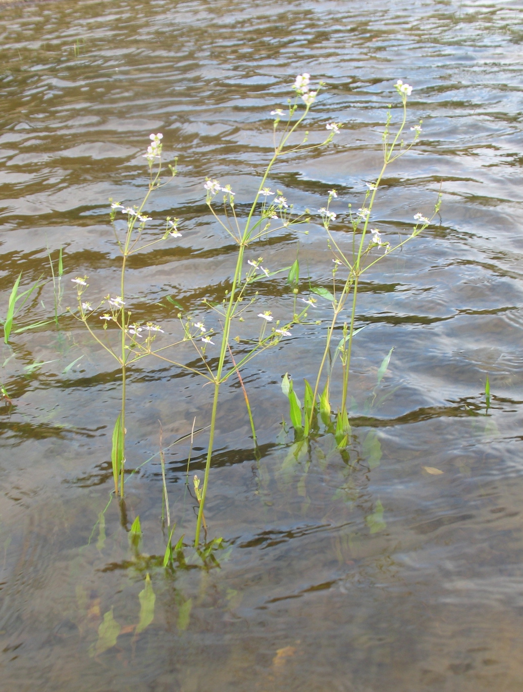 Image of Alisma juzepczukii specimen.