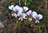 Pelargonium myrrhifolium