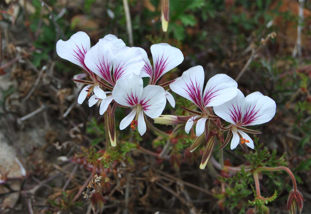 Image of Pelargonium myrrhifolium specimen.