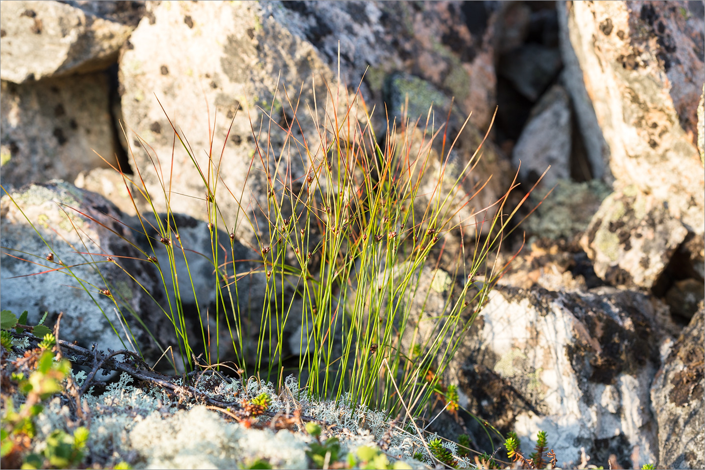 Изображение особи Juncus trifidus.