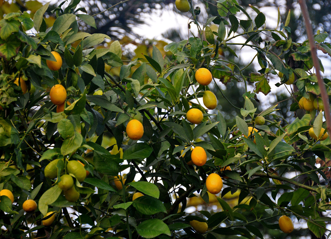 Image of Citrus japonica specimen.
