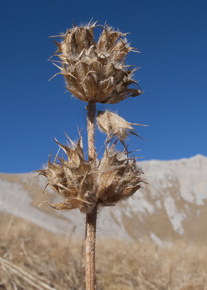 Image of Betonica macrantha specimen.
