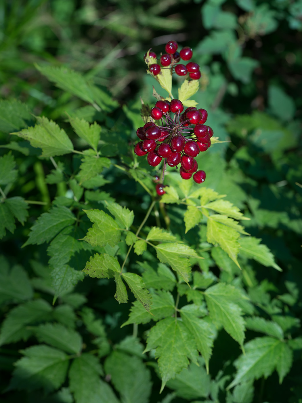 Image of Actaea rubra specimen.