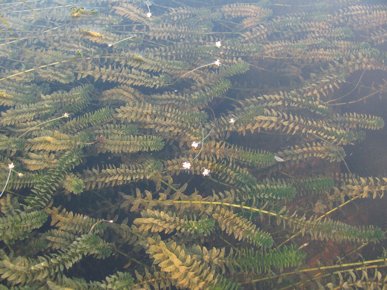 Image of Elodea canadensis specimen.