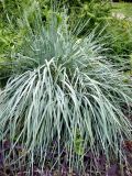 genus Leymus