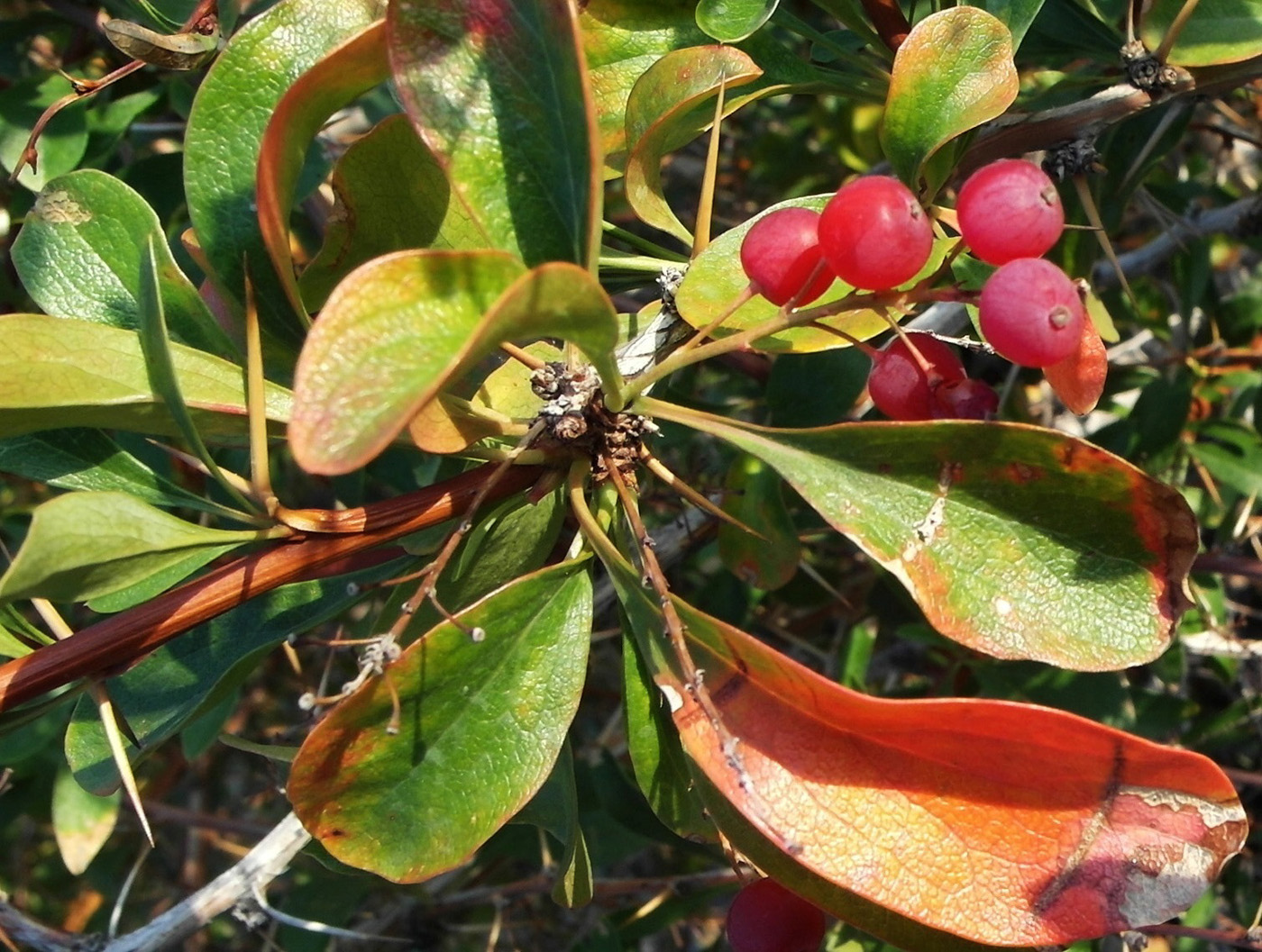 Изображение особи Berberis iliensis.