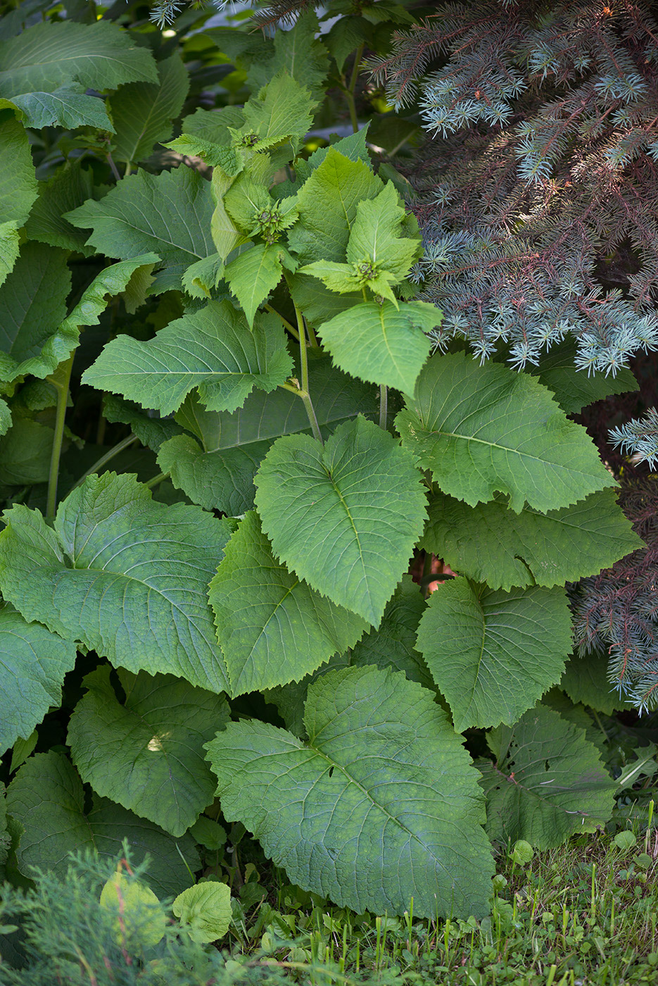 Изображение особи Telekia speciosa.