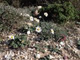 Bellis sylvestris