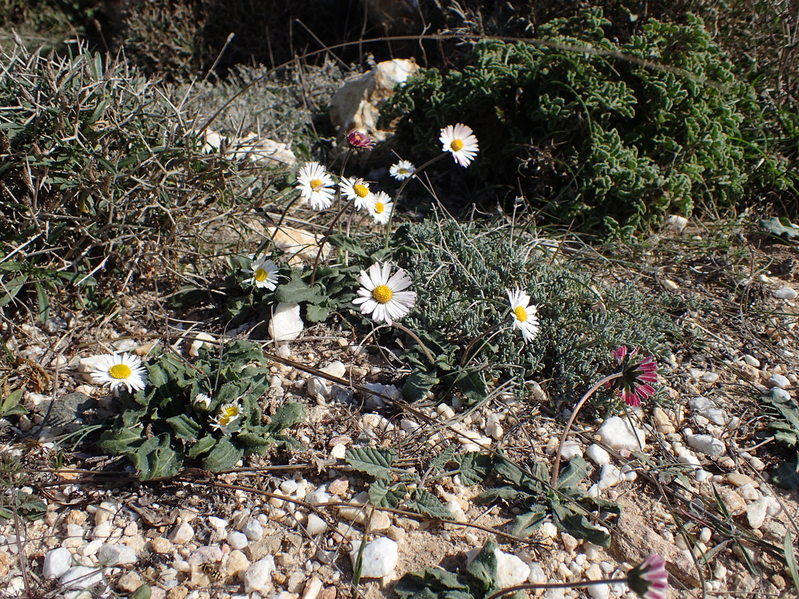 Image of Bellis sylvestris specimen.