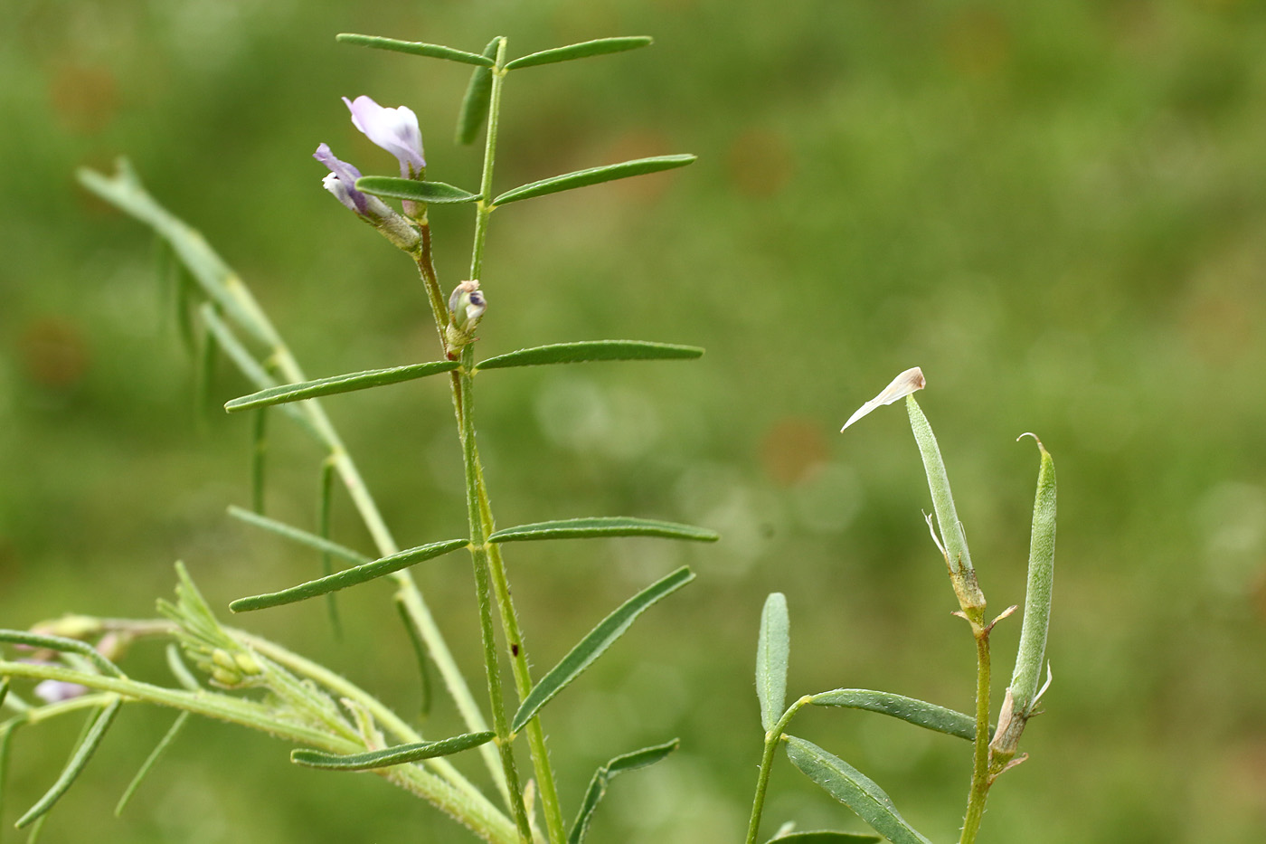 Изображение особи Astragalus campylorhynchus.