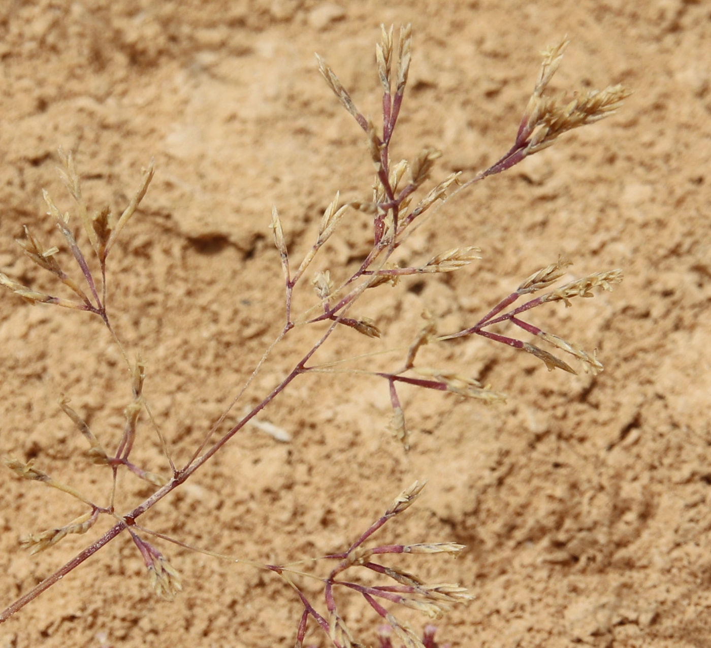 Изображение особи Sphenopus divaricatus.