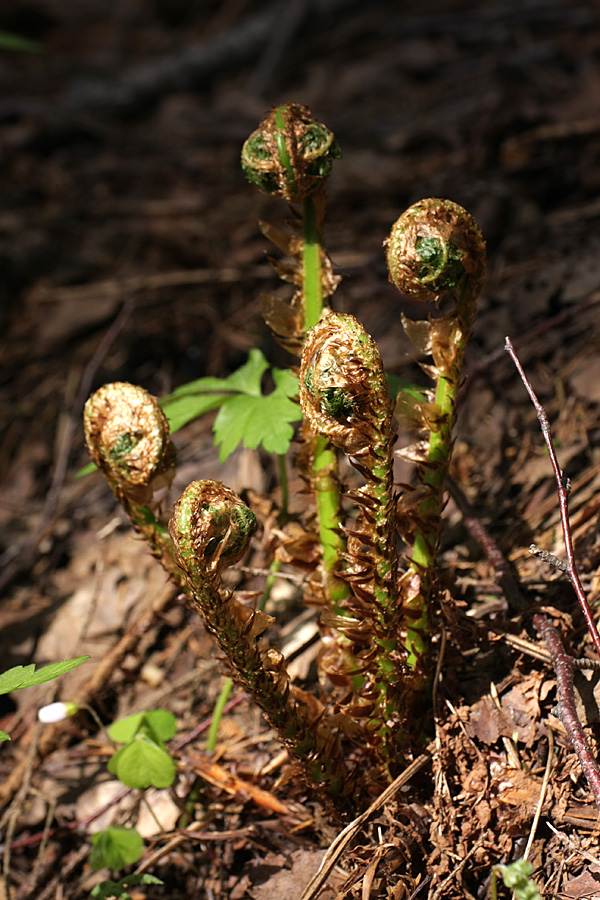 Изображение особи Dryopteris expansa.