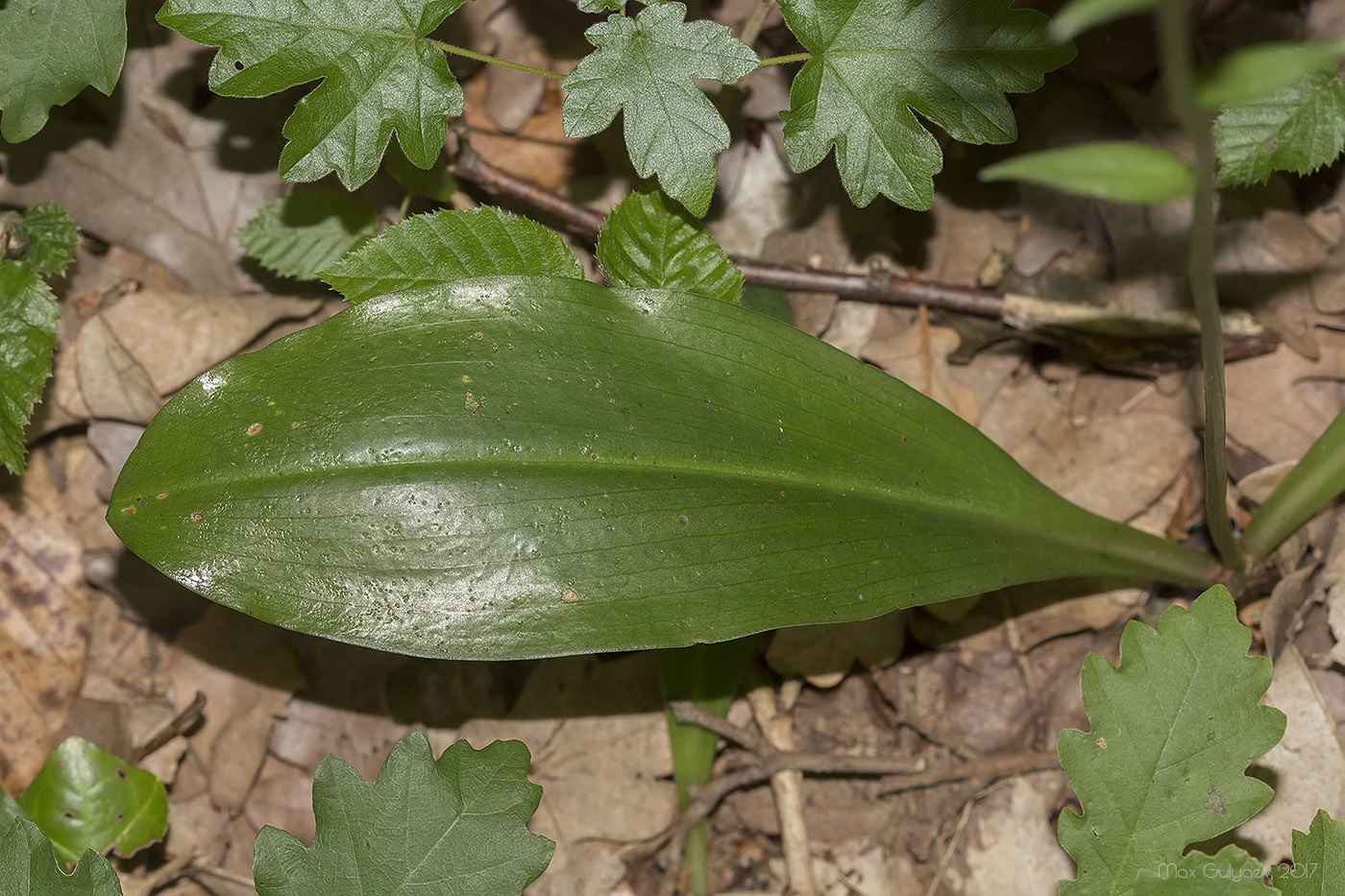 Изображение особи Platanthera chlorantha.