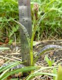 Dactylorhiza fuchsii